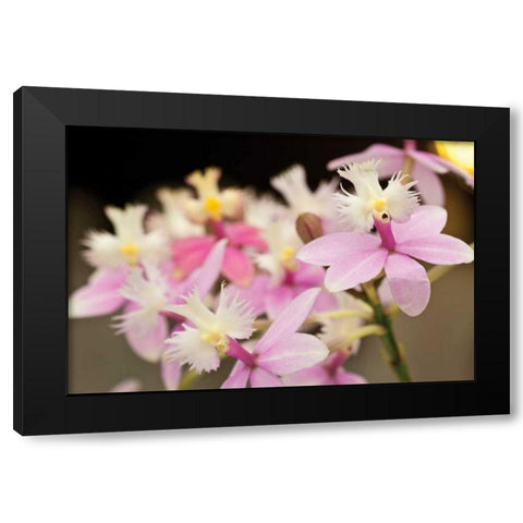 Orchid Chorus Black Modern Wood Framed Art Print by Styber, Dana