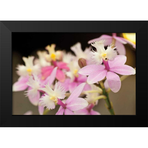 Orchid Chorus Black Modern Wood Framed Art Print by Styber, Dana