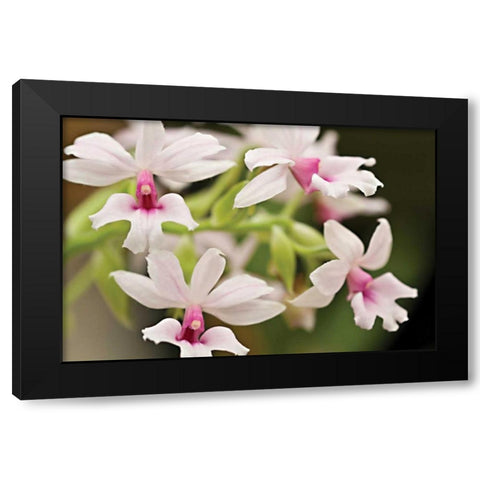 Pink Lips Black Modern Wood Framed Art Print with Double Matting by Styber, Dana