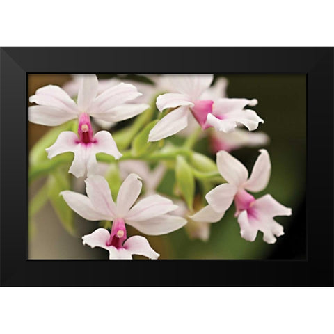 Pink Lips Black Modern Wood Framed Art Print by Styber, Dana