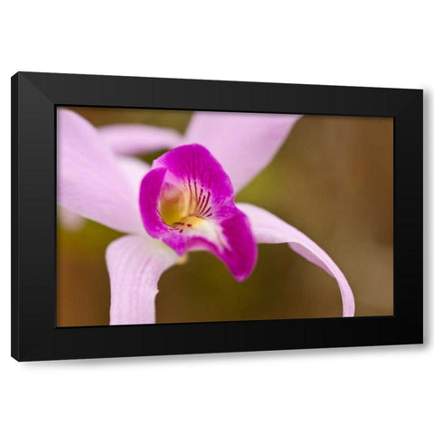 Purple Glory Black Modern Wood Framed Art Print with Double Matting by Styber, Dana