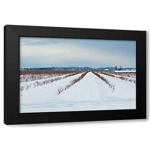 Berries Under Snow I Black Modern Wood Framed Art Print with Double Matting by Styber, Dana