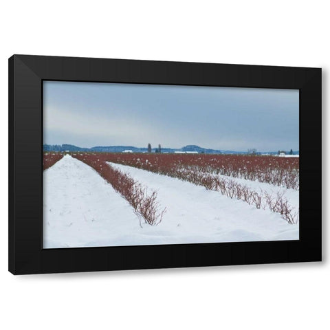 Berries Under Snow II Black Modern Wood Framed Art Print with Double Matting by Styber, Dana