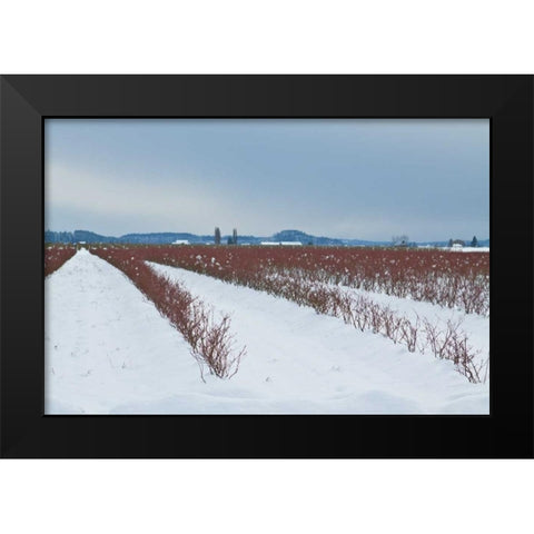 Berries Under Snow II Black Modern Wood Framed Art Print by Styber, Dana