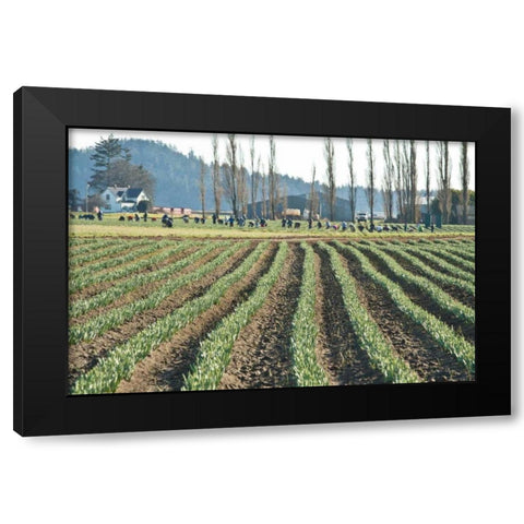 Daffodil Harvest I Black Modern Wood Framed Art Print with Double Matting by Styber, Dana