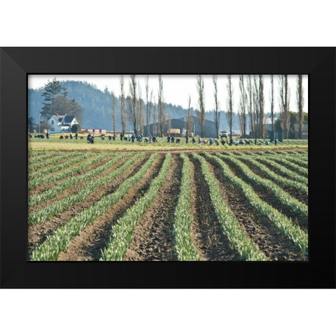 Daffodil Harvest I Black Modern Wood Framed Art Print by Styber, Dana