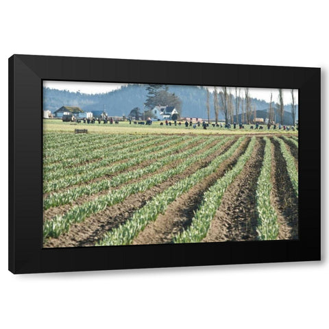 Daffodil Harvest II Black Modern Wood Framed Art Print with Double Matting by Styber, Dana