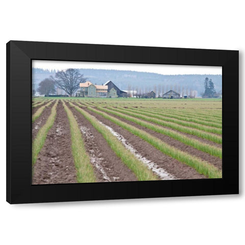 Graceful Greens I Black Modern Wood Framed Art Print with Double Matting by Styber, Dana