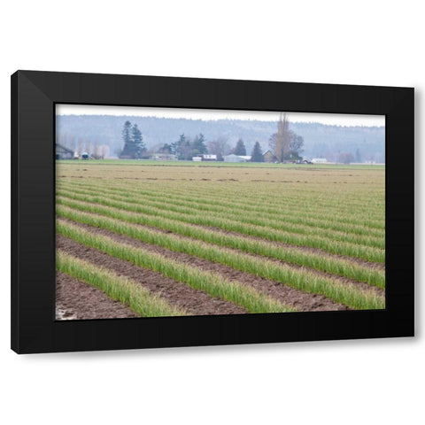 Graceful Greens II Black Modern Wood Framed Art Print with Double Matting by Styber, Dana