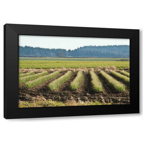 Golden Green Rows Black Modern Wood Framed Art Print with Double Matting by Styber, Dana