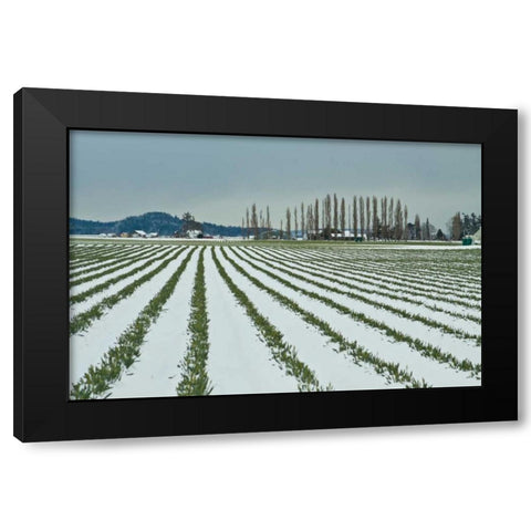Snowy Daffodils I Black Modern Wood Framed Art Print by Styber, Dana
