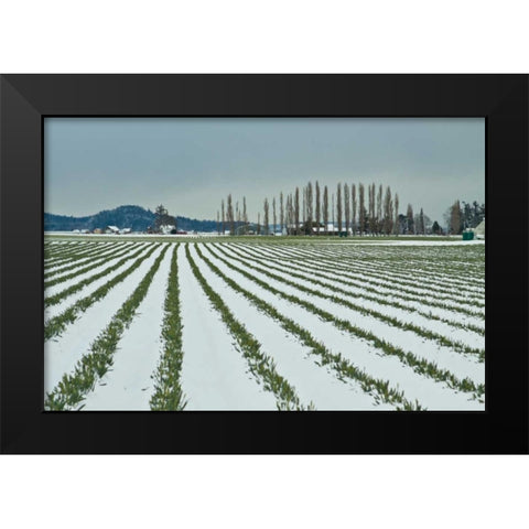 Snowy Daffodils I Black Modern Wood Framed Art Print by Styber, Dana