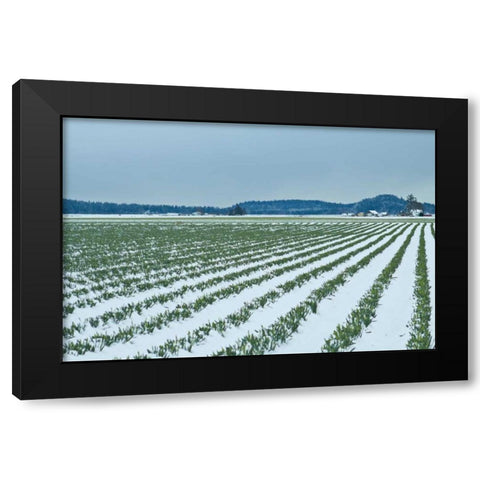 Snowy Daffodils II Black Modern Wood Framed Art Print with Double Matting by Styber, Dana