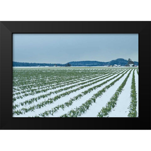 Snowy Daffodils II Black Modern Wood Framed Art Print by Styber, Dana