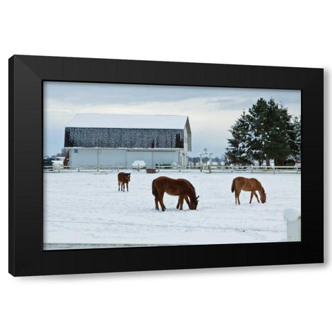 Grazing the Snow Black Modern Wood Framed Art Print with Double Matting by Styber, Dana