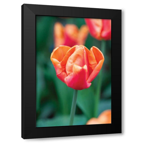 Emperor Tulip I Black Modern Wood Framed Art Print with Double Matting by Styber, Dana