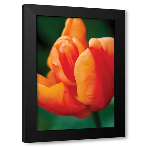 Emperor Tulip II Black Modern Wood Framed Art Print by Styber, Dana