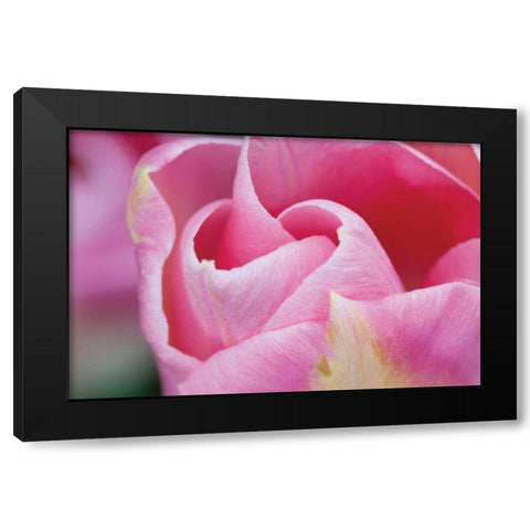 Pink Tulip I Black Modern Wood Framed Art Print by Styber, Dana