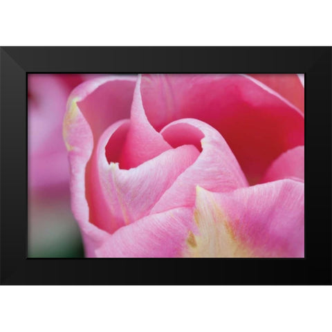 Pink Tulip I Black Modern Wood Framed Art Print by Styber, Dana
