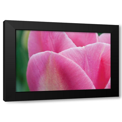 Pink Tulip II Black Modern Wood Framed Art Print with Double Matting by Styber, Dana