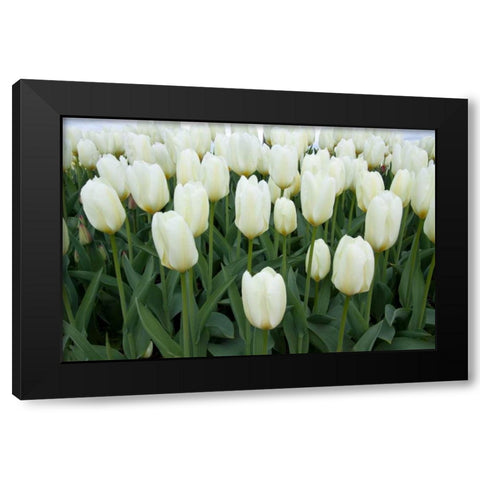 White Tulips I Black Modern Wood Framed Art Print with Double Matting by Styber, Dana