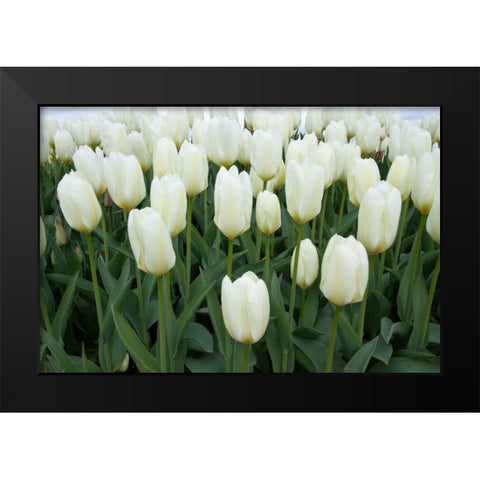 White Tulips I Black Modern Wood Framed Art Print by Styber, Dana