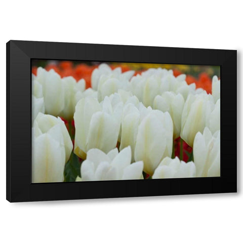 White Tulips II Black Modern Wood Framed Art Print with Double Matting by Styber, Dana