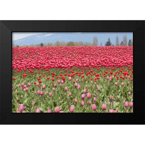 Red Tulip Mound I Black Modern Wood Framed Art Print by Styber, Dana