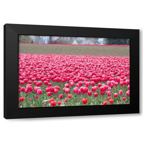 Pink Tulip Hill Black Modern Wood Framed Art Print by Styber, Dana