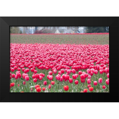 Pink Tulip Hill Black Modern Wood Framed Art Print by Styber, Dana