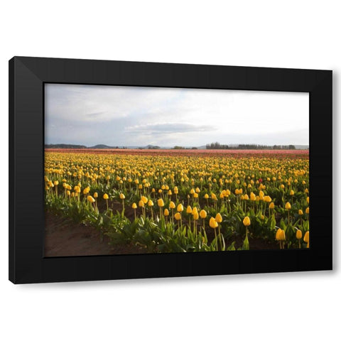 Tulips at Sunset I Black Modern Wood Framed Art Print with Double Matting by Styber, Dana