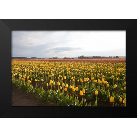 Tulips at Sunset I Black Modern Wood Framed Art Print by Styber, Dana