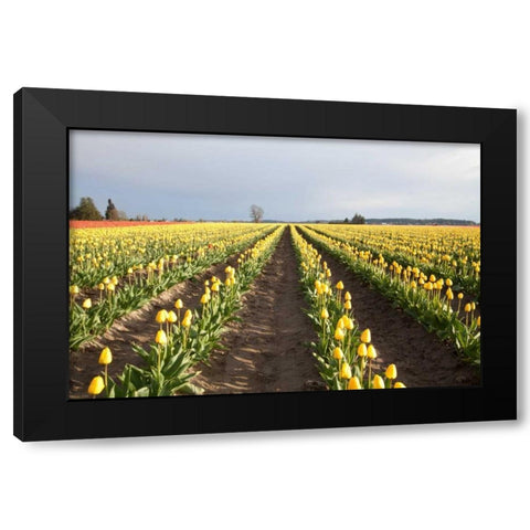 Tulips at Sunset II Black Modern Wood Framed Art Print with Double Matting by Styber, Dana
