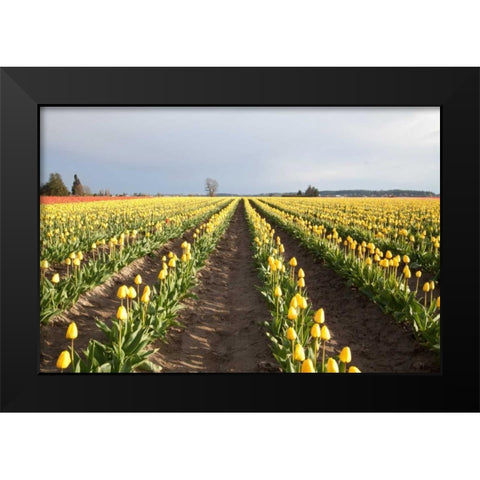 Tulips at Sunset II Black Modern Wood Framed Art Print by Styber, Dana