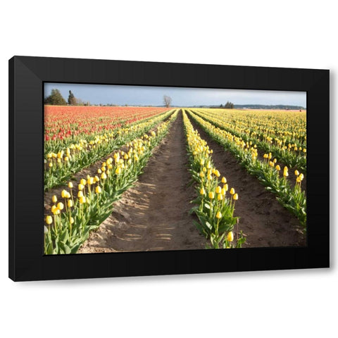 Tulips at Sunset III Black Modern Wood Framed Art Print with Double Matting by Styber, Dana