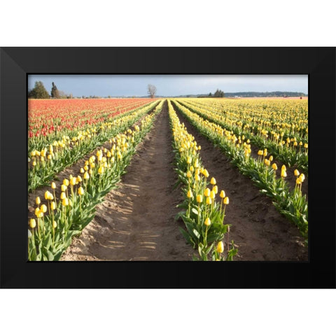 Tulips at Sunset III Black Modern Wood Framed Art Print by Styber, Dana