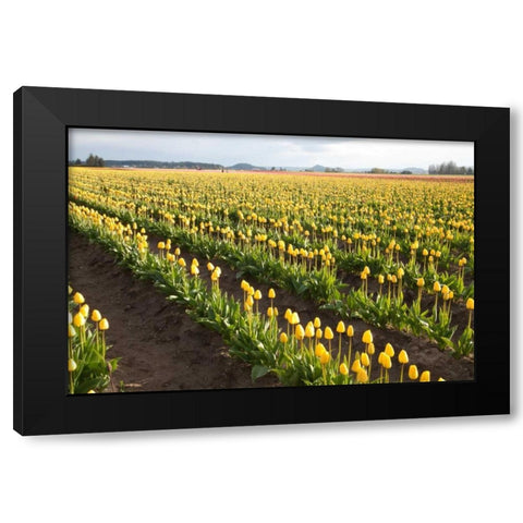 Tulips at Sunset IV Black Modern Wood Framed Art Print by Styber, Dana