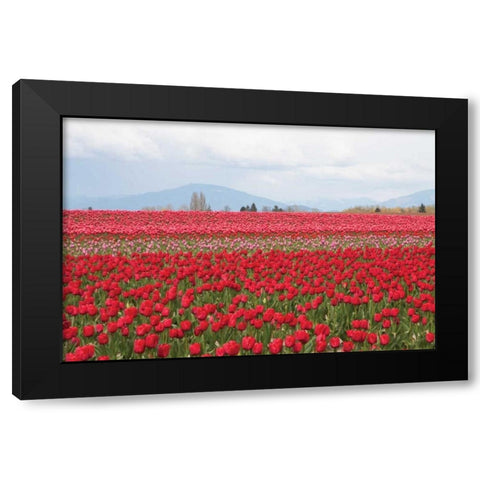 Red Tulip Mound II Black Modern Wood Framed Art Print with Double Matting by Styber, Dana