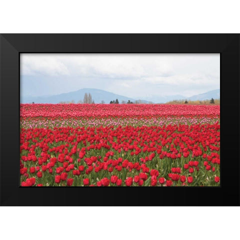 Red Tulip Mound II Black Modern Wood Framed Art Print by Styber, Dana