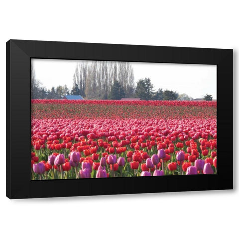 Hill of Pink Black Modern Wood Framed Art Print with Double Matting by Styber, Dana