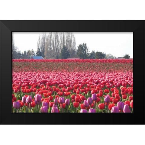 Hill of Pink Black Modern Wood Framed Art Print by Styber, Dana