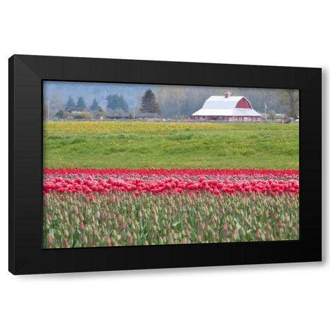 Red Tulip Barn Black Modern Wood Framed Art Print with Double Matting by Styber, Dana
