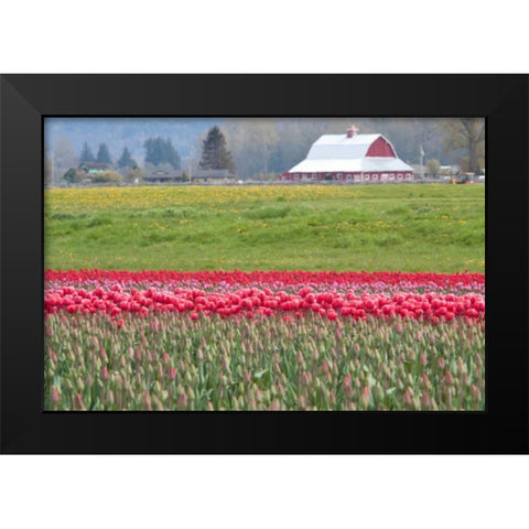 Red Tulip Barn Black Modern Wood Framed Art Print by Styber, Dana