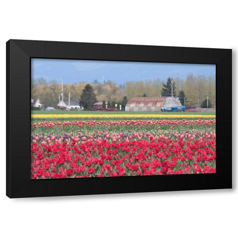 Red Tulip Farm Black Modern Wood Framed Art Print with Double Matting by Styber, Dana