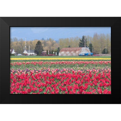 Red Tulip Farm Black Modern Wood Framed Art Print by Styber, Dana