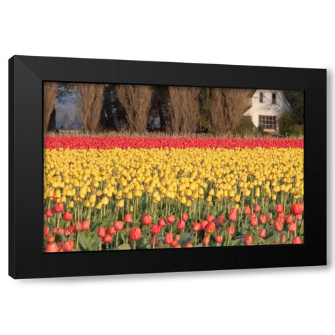 Red and Orange Tulips Black Modern Wood Framed Art Print with Double Matting by Styber, Dana