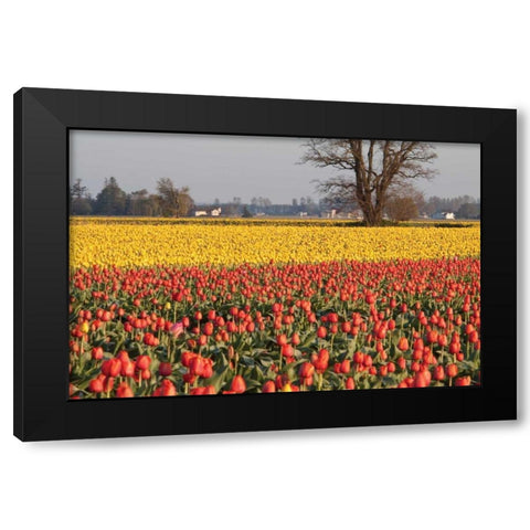 Yellow and Orange Tulips I Black Modern Wood Framed Art Print by Styber, Dana