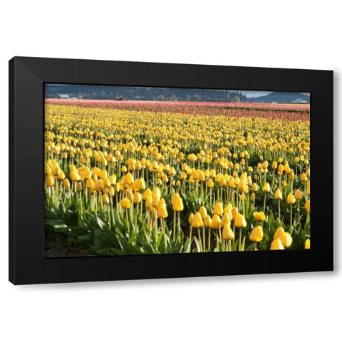 Yellow and Orange Tulips II Black Modern Wood Framed Art Print with Double Matting by Styber, Dana