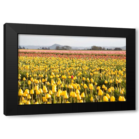 Yellow and Orange Tulips III Black Modern Wood Framed Art Print with Double Matting by Styber, Dana