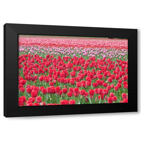 March of the Tulips I Black Modern Wood Framed Art Print with Double Matting by Styber, Dana